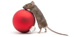 A mouse perched on a Christmas ornament.