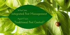 A leaf with the words "what sets integrated pest management apart from traditional pest control?"