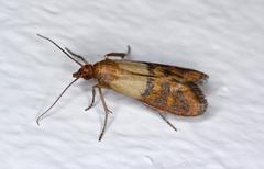 A closeup of a moth on a white wall.