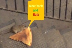 A rat carrying a piece of pizza.