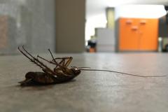 A dead cockroach in an office.