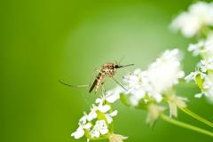 A mosquito on a flower.