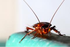 A cockroach on a pipe.