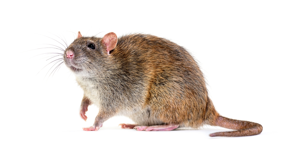 Image of a Norway rat on white backgraound.