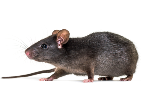 Image of black rat against white background