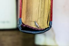 A silverfish in the spine of a book.