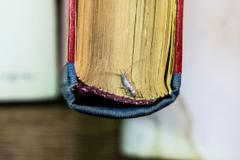 A silverfish in the spine of a book.