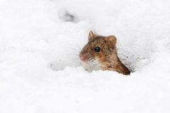 A mouse poking its head out of the snow.