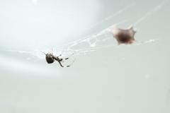 A spider on its web, crawling towards its prey.