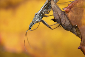 An assassin bug on a leaf.