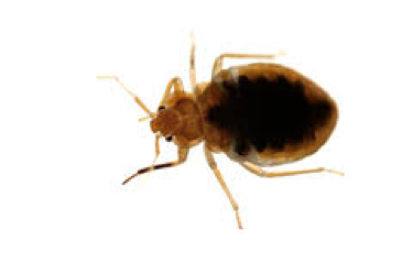top down close up of bed bug found in many nyc businesses