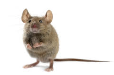 close up of mouse similar to those our rodent control professionals deal with