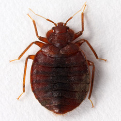 A closeup of a bed bug.