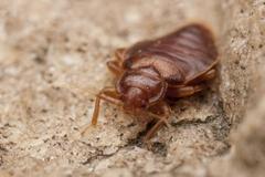 A closeup of a cockroach.