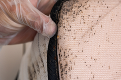 A mattress infested with bed bugs.
