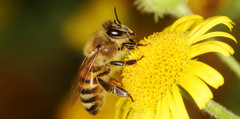 A bee on a yellow flower.