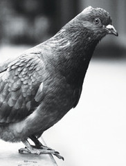 A pigeon perched on a curb.