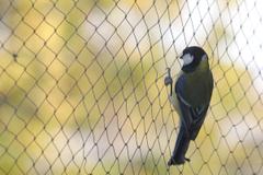 A bird on netting.