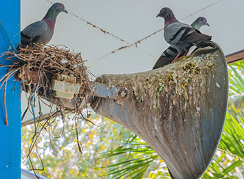 pigeon nest at nyc snack bar before bird control services