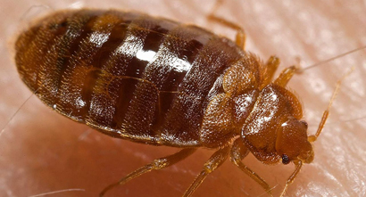 Closeup of a bed bug.