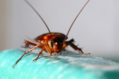 A cockroach climbing on top of a pipe.