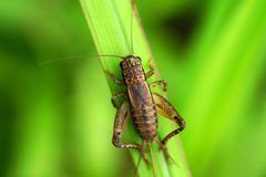 A cricket on a blade of grass.