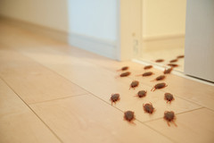 A group of cockroaches scurrying out of a doorway.