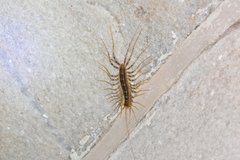 A centipede on a tile floor.