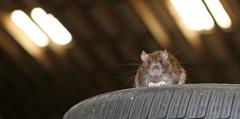 A rat peering over a tire.
