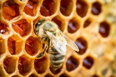 A bee perched on a honeycomb.