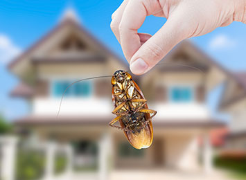 cockroach removal from long island house
