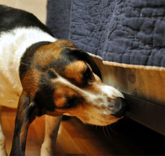 A dog sniffing a bed frame.