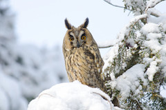 A long eared owl perched on a snowy tree branch.