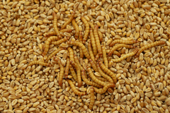 A pile of mealworms.