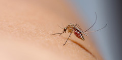 A mosquito on skin.