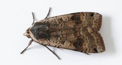 A closeup of a moth.
