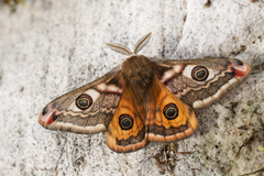 A moth on a tree with its wings spread.