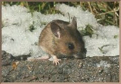A mouse sniffing snow-covered ground.