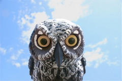 A plastic owl.