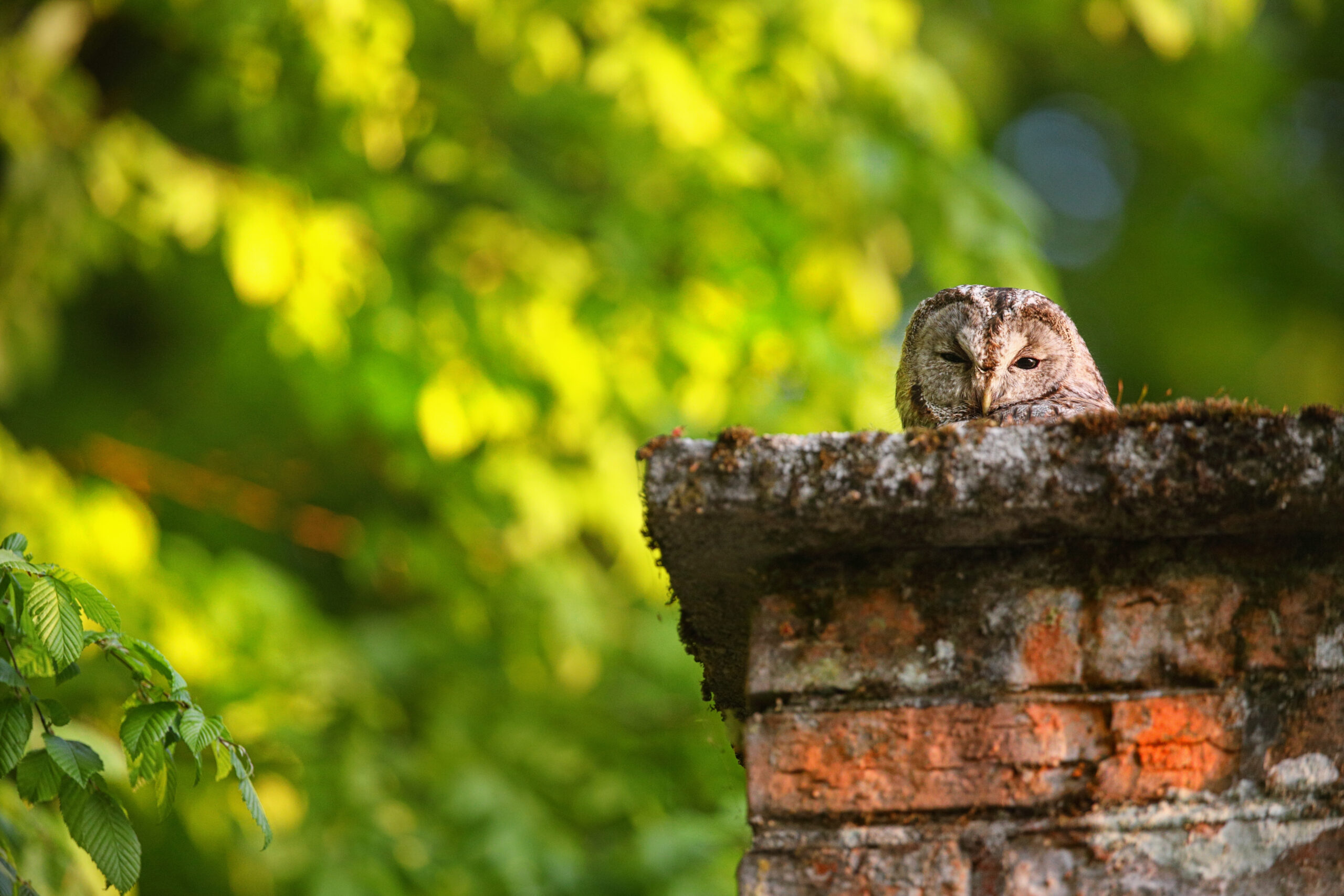 An owl peeking out of a chimney.