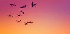 Insects on an ombre background.