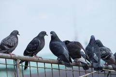 Pigeons perched on a metal fence.