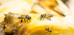 Bumblebees on honey.