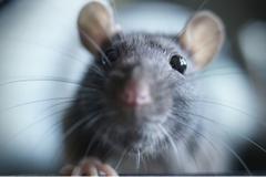 A closeup of a rat's face.