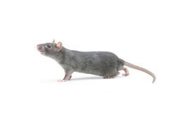 A rat on a white background.