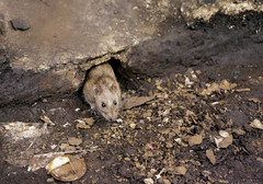 A rat coming out of a hole.