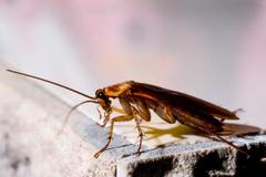A cockroach on a fence.
