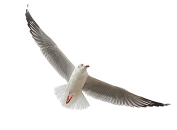 seagull - a common nuisance bird in NYC our bird removal experts handle