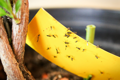 A plant pot with a yellow strip of paper covered in ants.