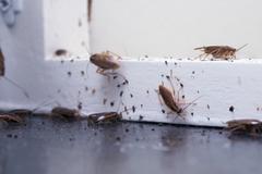 Cockroaches on a windowsill.